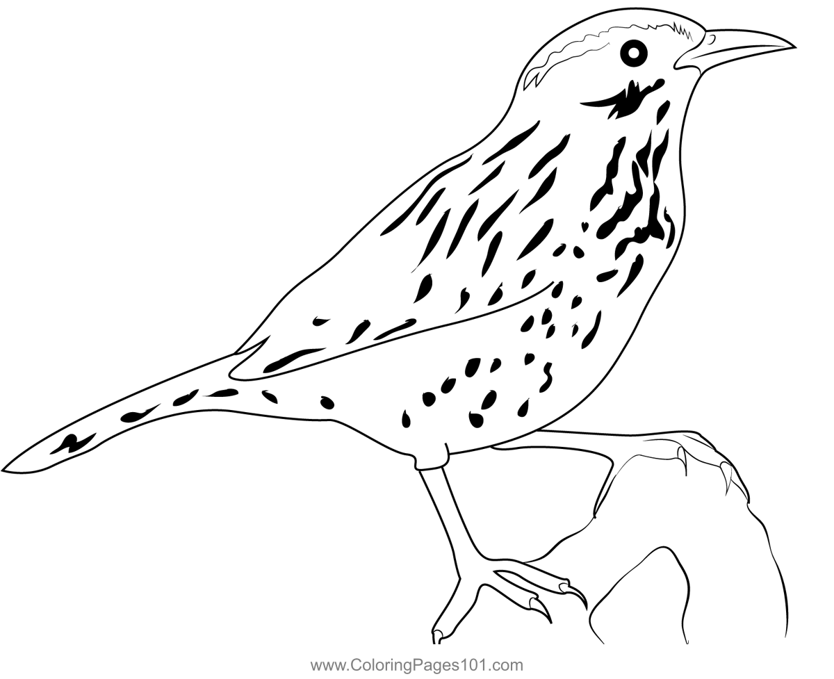 The Cactus Wren Coloring Page for Kids - Free Wrens Printable Coloring