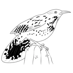 The Coastal Cactus Wrens Free Coloring Page for Kids