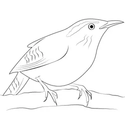 Wren House Cook Free Coloring Page for Kids