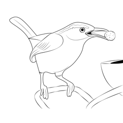 Young Carolina Wren Free Coloring Page for Kids