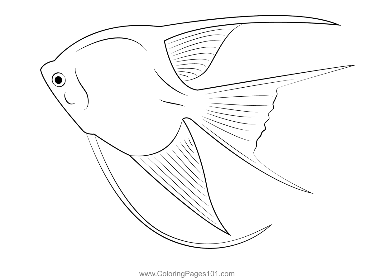 Angel Fish White
