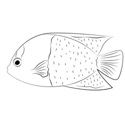 Bicolor Angelfish Free Coloring Page for Kids