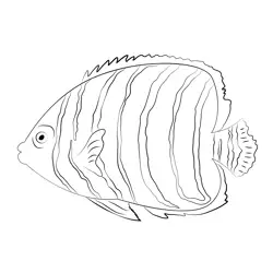 Chrysurus Angel Fish Juvenile Free Coloring Page for Kids