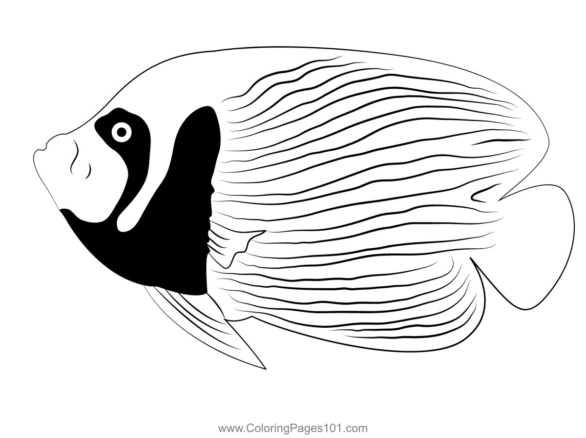 Emperor Angel Fish Adult