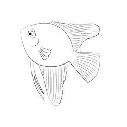 Freshwater Angelfish Free Coloring Page for Kids