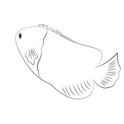 Joculator Angelfish Free Coloring Page for Kids