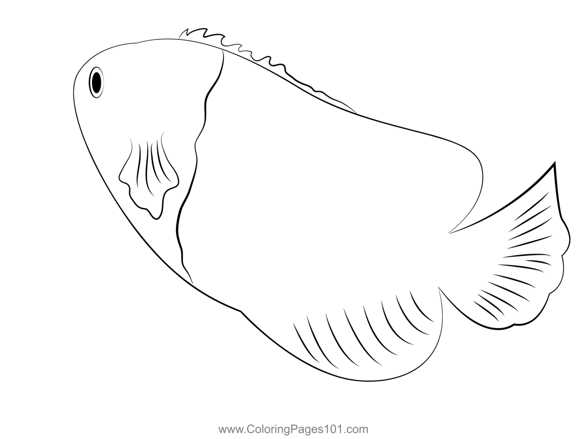 Joculator Angelfish