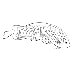 Long Angel Fish Free Coloring Page for Kids