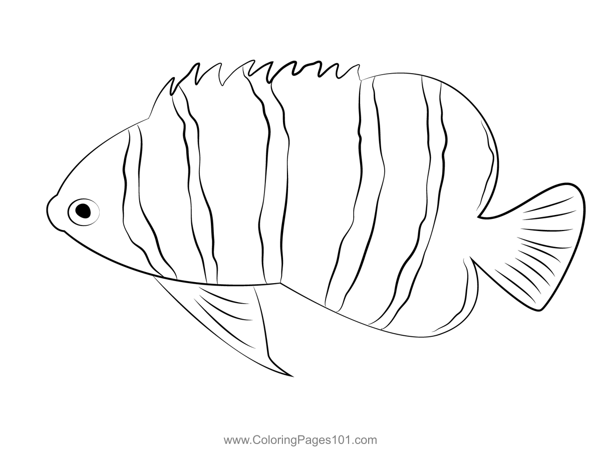 Peppermint Angel Fish
