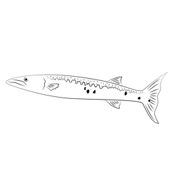 Barracuda Cuba Free Coloring Page for Kids