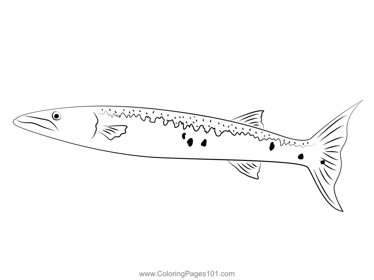Barracuda Cuba Coloring Page for - Barracuda Cuba 