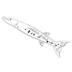 Barracuda Long Side Free Coloring Page for Kids