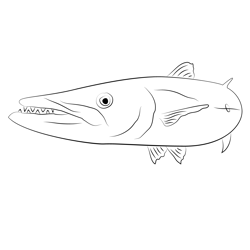 Barracuda Small Free Coloring Page for Kids