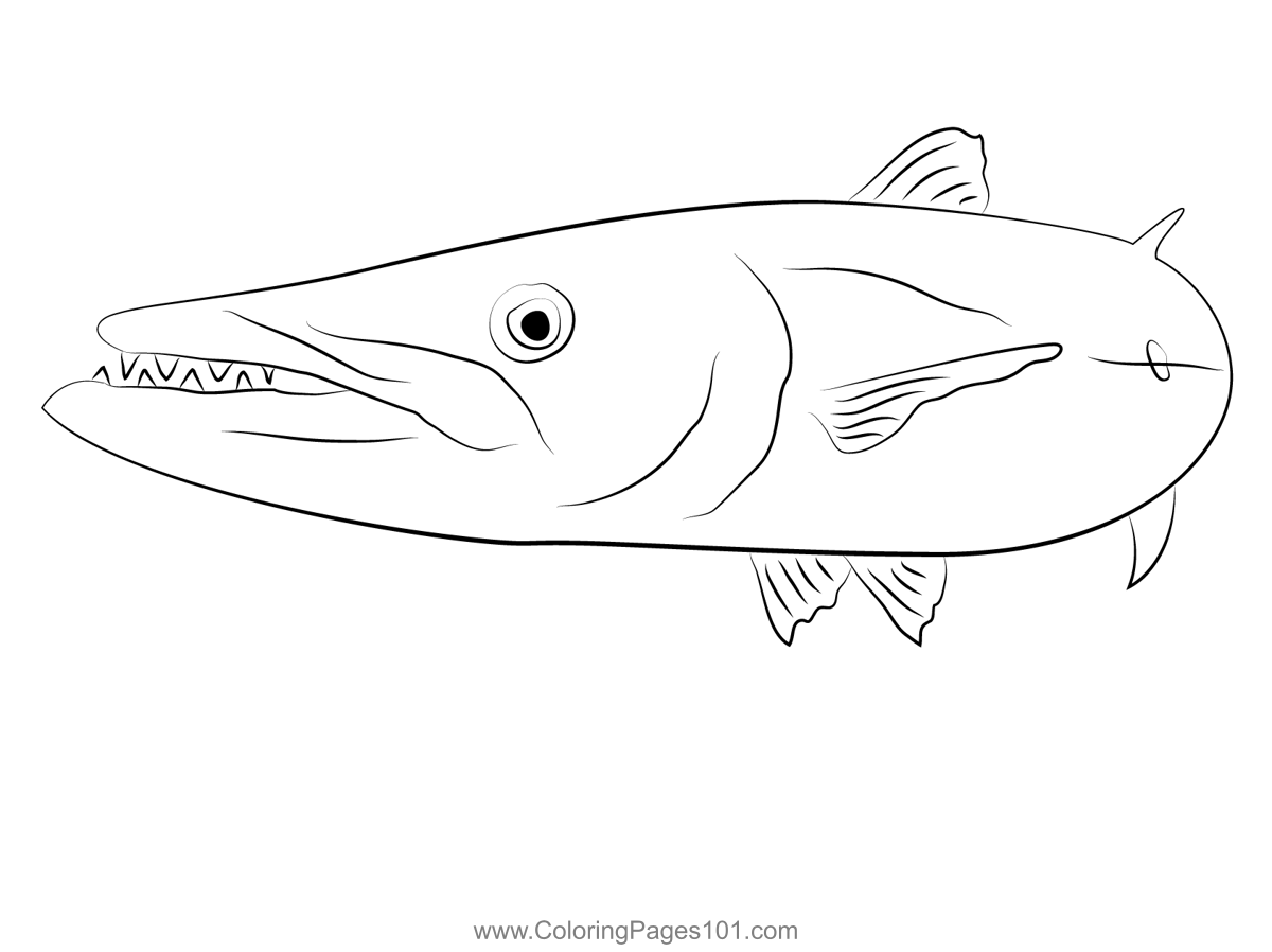 Barracuda Small Coloring Page for - Barracuda Small 