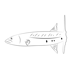 Barracuda Free Coloring Page for Kids