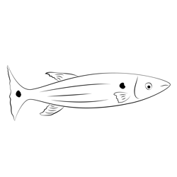 Freshwater Barracuda Fish Free Coloring Page for Kids