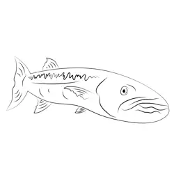 Great Barracuda See Free Coloring Page for Kids