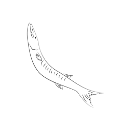 Guinean Barracuda Free Coloring Page for Kids