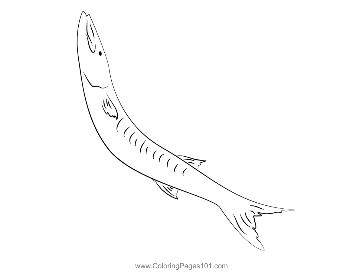 Guinean Barracuda