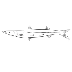 Pacific Barracuda Free Coloring Page for Kids