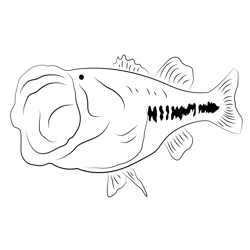 Bass Largemouth Fish Mount Free Coloring Page for Kids