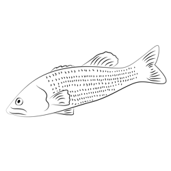 Basses Fish Free Coloring Page for Kids