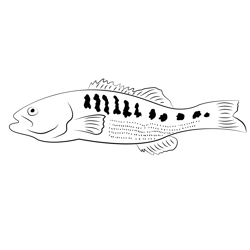 Basses See Free Coloring Page for Kids