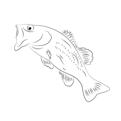 Big Bass Web Free Coloring Page for Kids