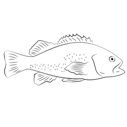 Black Sea Bass Free Coloring Page for Kids