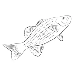 Fish For Bass Step Free Coloring Page for Kids