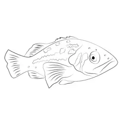 Kelp Bass Free Coloring Page for Kids