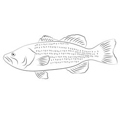 Large Bass Free Coloring Page for Kids