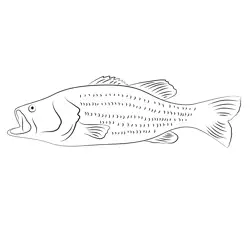 Largemouth Bass Closeup Free Coloring Page for Kids