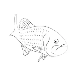 Largemouth Bass Free Coloring Page for Kids