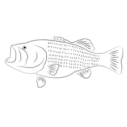Largemouth Bassta See Free Coloring Page for Kids
