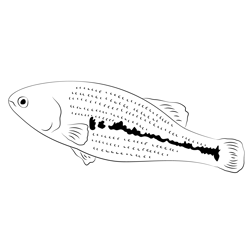 Night Fishing For Bass Free Coloring Page for Kids