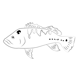 Peacock Bass Free Coloring Page for Kids