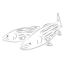 Striped Bass Free Coloring Page for Kids