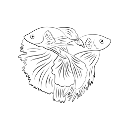 Beautiful Betta Fish Free Coloring Page for Kids