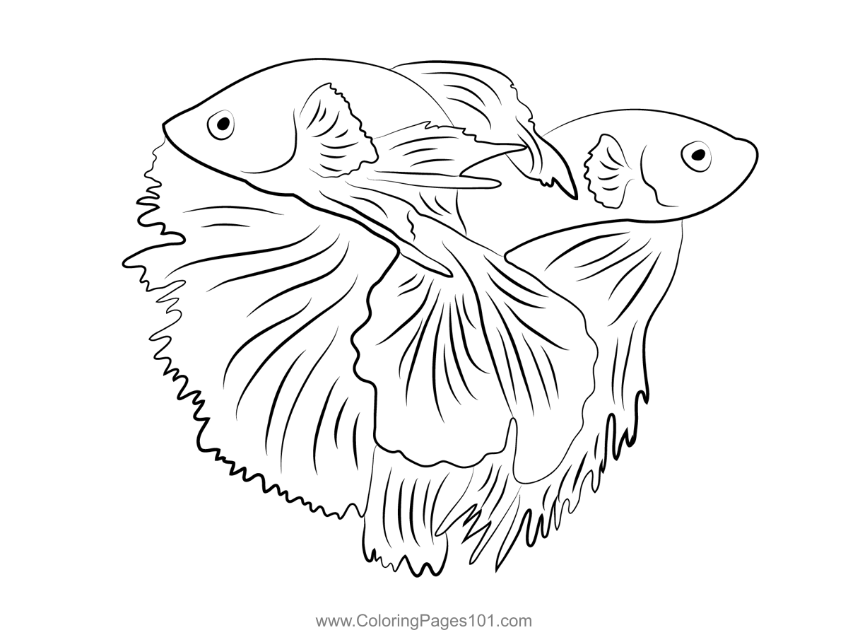 Beautiful Betta Fish Coloring Page for Kids - Free Betta fishes