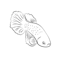 Betta Female Blue Free Coloring Page for Kids