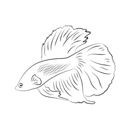 Betta Fish See Down Free Coloring Page for Kids