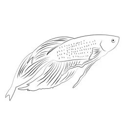 Betta Fish Up See Free Coloring Page for Kids