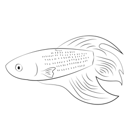 Betta Fish Free Coloring Page for Kids
