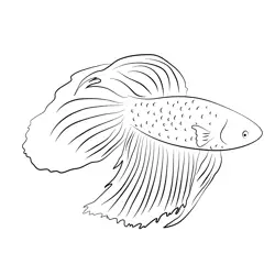 Betta Male Blue Free Coloring Page for Kids