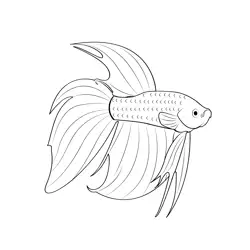 Betta Red Fish Free Coloring Page for Kids