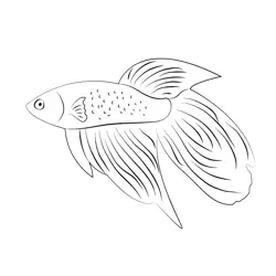 Betta Splendens Free Coloring Page for Kids