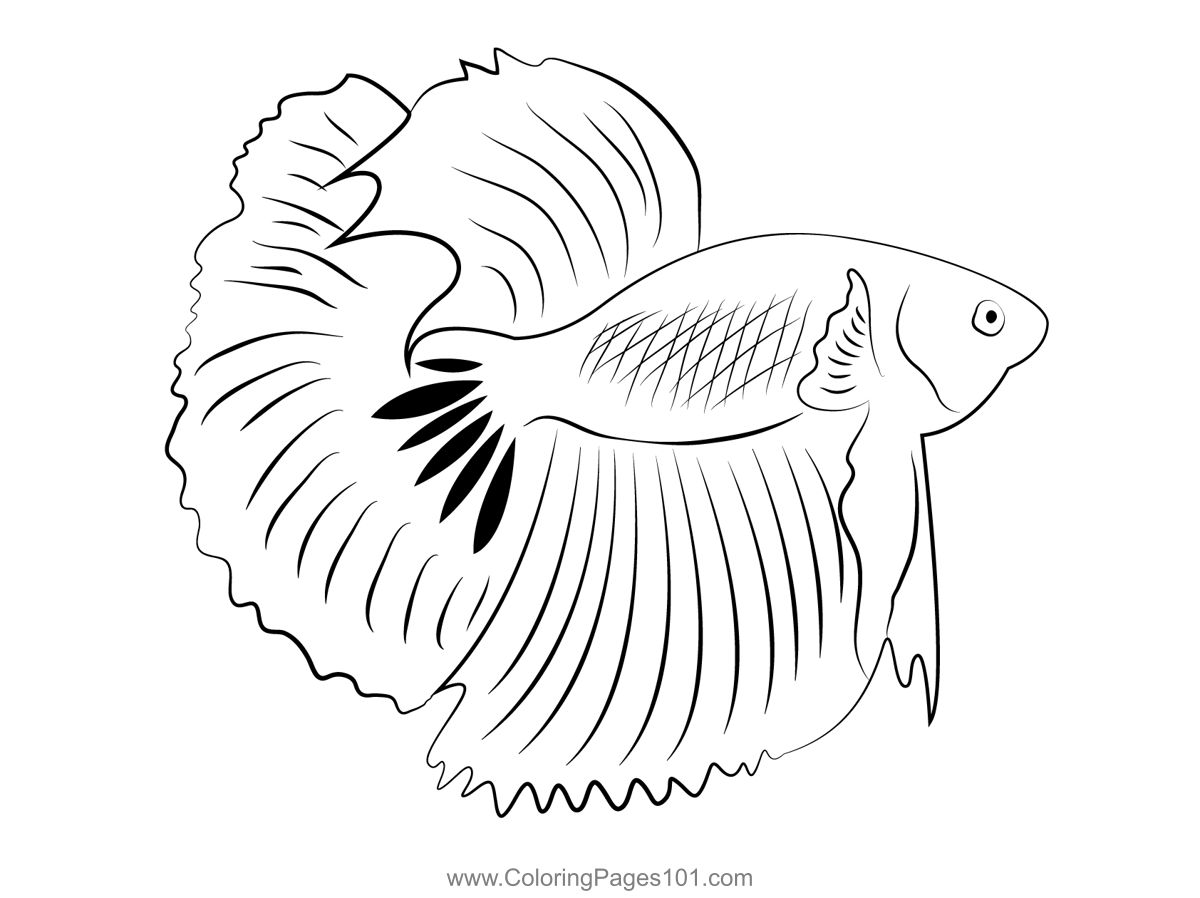 Fish Betta Coloring Color Drawings - Blue And Black Betta Fish 