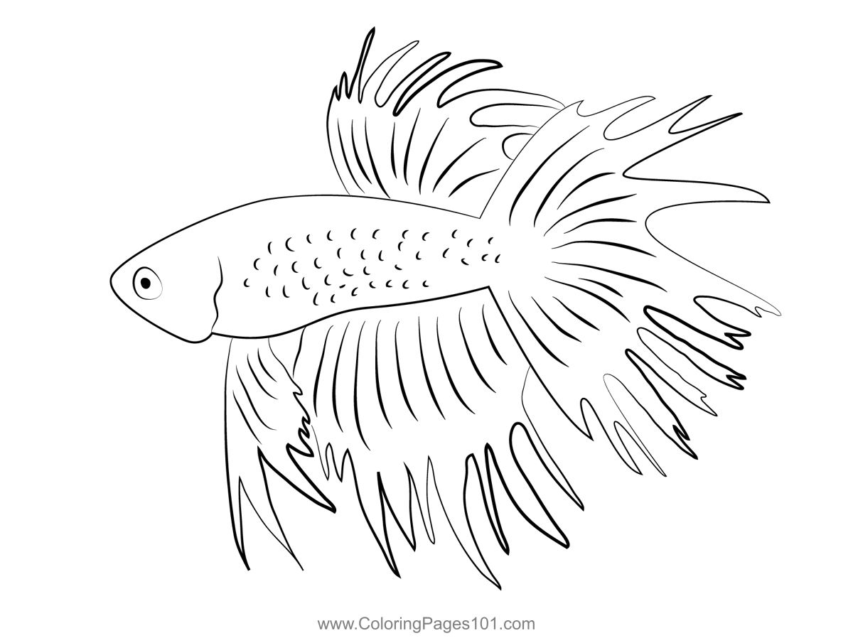 Grey Betta Fish Coloring Page for - Grey Betta Fish 