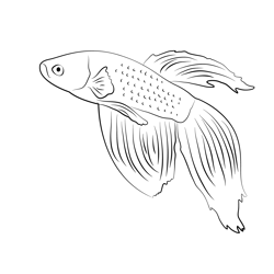Orange Betta Fish Free Coloring Page for Kids